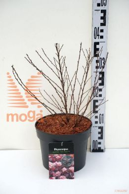 http://twentheplant.nl/tsd/58250_PHOLJOKE_8P19030035_1.jpg