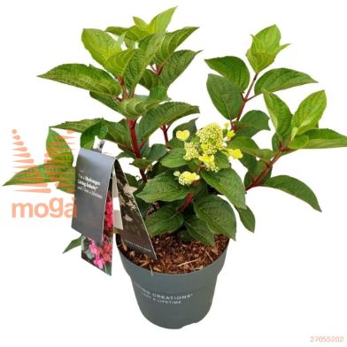 http://twentheplant.nl/tsd/82539_HYPINFIN_8P23025030_2.jpg