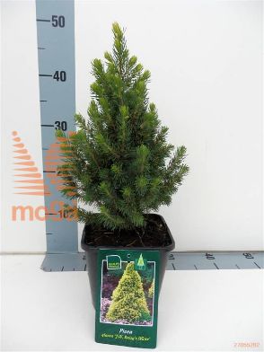 http://twentheplant.nl/tsd/98006_PIGDWHIT_8P17025030_1.jpg