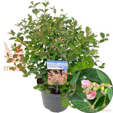 http://twentheplant.nl/tsd/82539_SYMSWEET_8p23040045_2.jpg