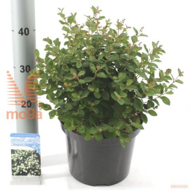 http://twentheplant.nl/tsd/82539_SYMGALAX_8p23040045_2.jpg