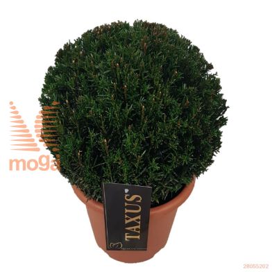 http://twentheplant.nl/tsd/500471_TABACCAT_VBL2530P21_2.jpg