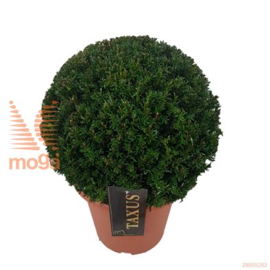 http://twentheplant.nl/tsd/500471_TABACCAT_VBL30P23_2.jpg