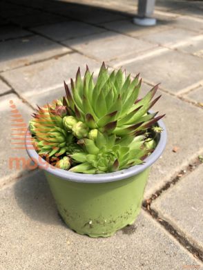netresk "Green Globe"