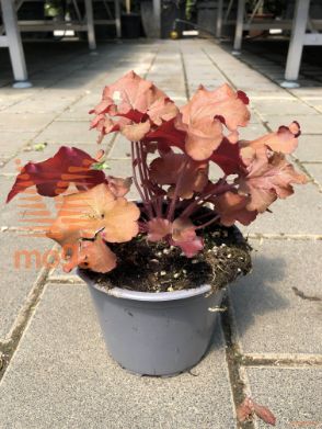 Heuchera "Boysenberry"