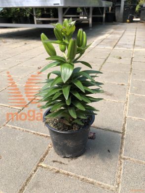 Lilium "Golden Matrix"