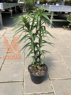 Lilium lancifolium