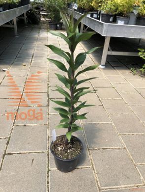 Lilium oriental "Dizzy"