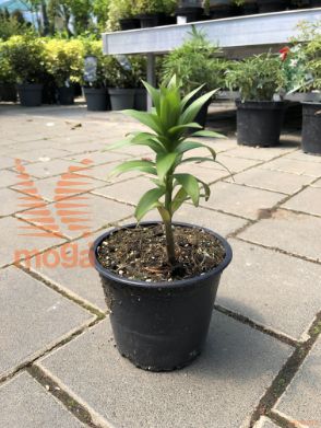 Lilium "Garden Party"