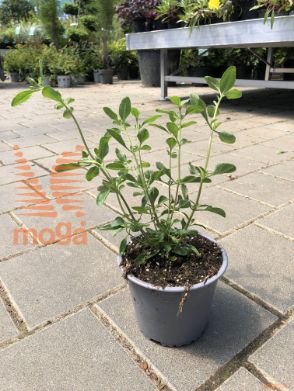 Salvia "Nachtvlinder"