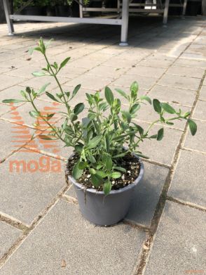 Salvia Lycoides