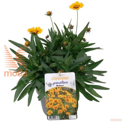 http://twentheplant.nl/tsd/51113_COGESUNR_8p19_2.jpg