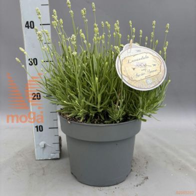 http://twentheplant.nl/tsd/95221_LAAASNOW_VBL2530P23_2.jpg