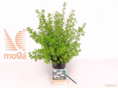 http://twentheplant.nl/tsd/76887_POFDBOY_8P15020025_2.jpg