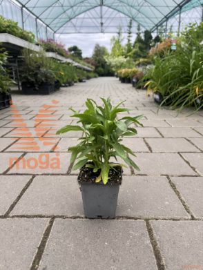 virginijska fizostegija "Chrystal Peak White"