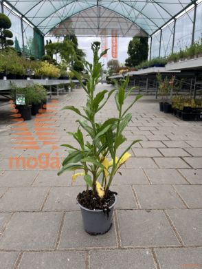 Leucanthemum superbum "Sunny Side Up"