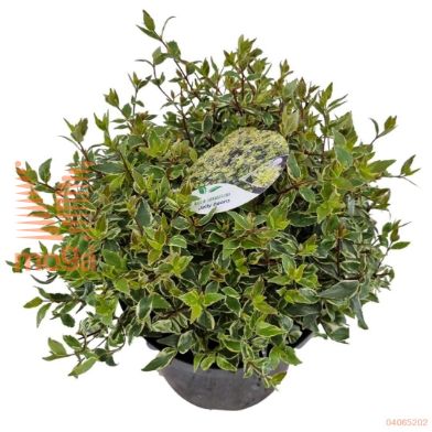 http://twentheplant.nl/tsd/82539_ABGJBEAN_8P26030035_2.jpg