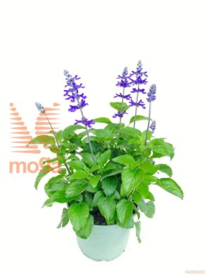 http://twentheplant.nl/tsd/98775_SAMSPIRE_8P23_1.jpg