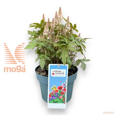 http://twentheplant.nl/tsd/500422_TIPSROCK_8P19_1.jpg