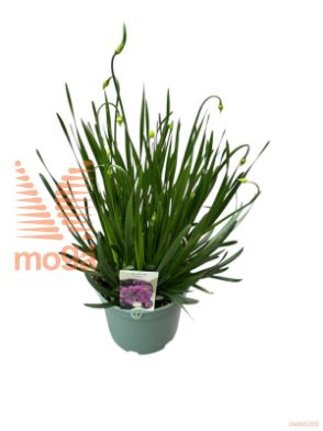 http://twentheplant.nl/tsd/98775_ALMILLEN_8P23_2.jpg