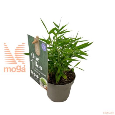 http://twentheplant.nl/tsd/81816_FANGANSU_8P10.5_2.jpg