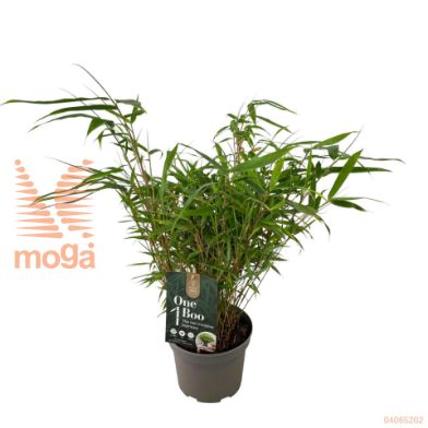 http://twentheplant.nl/tsd/81816_FARFORMI_8P17040060_2.jpg