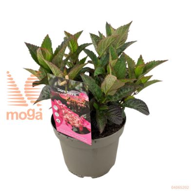http://twentheplant.nl/tsd/81816_HYSDARED_8P19020030_2.jpg