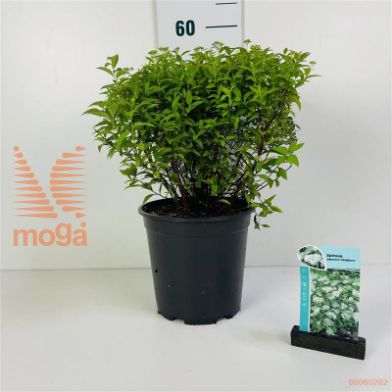 http://twentheplant.nl/tsd/61862_SPJALBIF_8p24020030_1.jpg