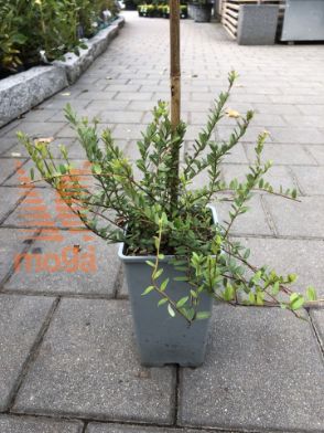 Slika ameriška brusnica "Pilgrim"