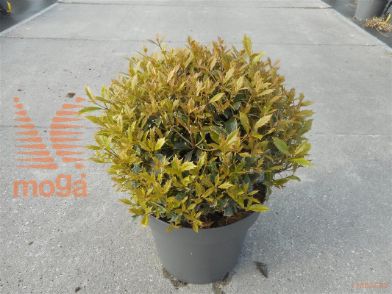 http://twentheplant.nl/tsd/81210_OSHGOSHI_vbl40c12_2.jpg
