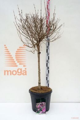 http://twentheplant.nl/tsd/55037_SYMPALIB_s060c15_1.jpg