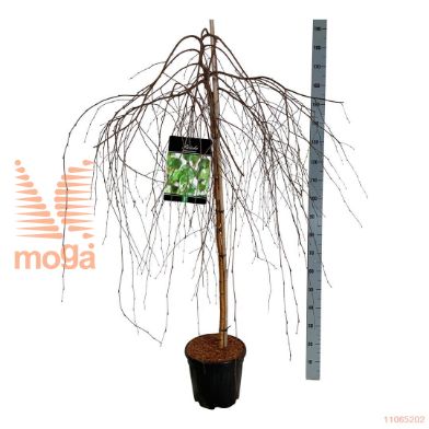 http://twentheplant.nl/tsd/55037_BEPYOUNG_s120c15_1.jpg