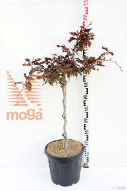 http://twentheplant.nl/tsd/55037_FASRWEEP_s060c15_1.jpg