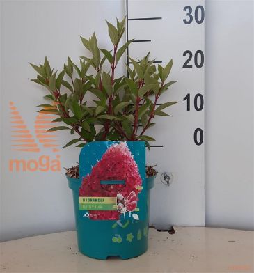 http://twentheplant.nl/tsd/57393_HYPPFLOR_8p19025030_2.jpg