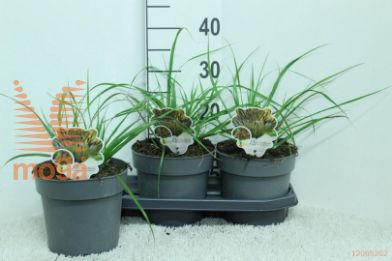 http://twentheplant.nl/tsd/92805_PEABBEAU_8P19030_2.jpg