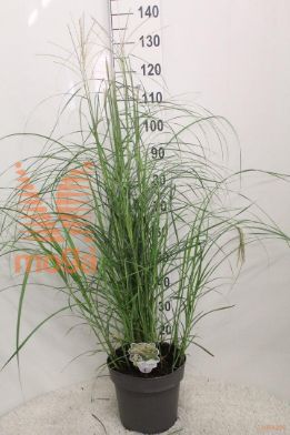 http://twentheplant.nl/tsd/92805_MISHMUSS_8P23060_2.jpg