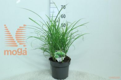 http://twentheplant.nl/tsd/92805_MISPUENK_8P23050_2.jpg
