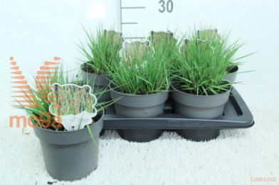 http://twentheplant.nl/tsd/92805_MOCEDUDS_8P17030_2.jpg