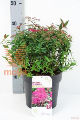 http://twentheplant.nl/tsd/68004_SPJNFLAS_8P21030040_1.jpg