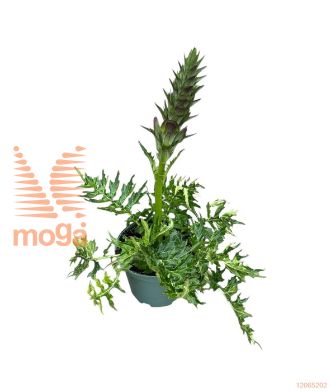 http://twentheplant.nl/tsd/98775_ACHWLIPS_8P19_2.jpg