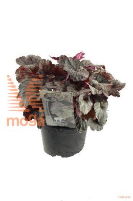 http://twentheplant.nl/tsd/98775_HESSCROL_8P17_1.jpg
