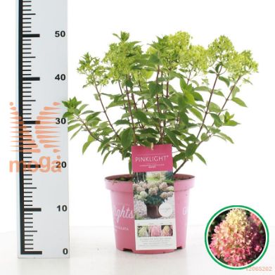 http://twentheplant.nl/tsd/71050_HYPPLIGH_8P23040050_2.jpg