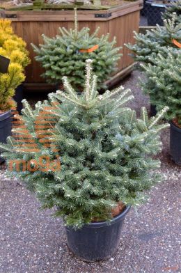 http://twentheplant.nl/tsd/54062_ABKDISCU_9C18040050_2.jpg