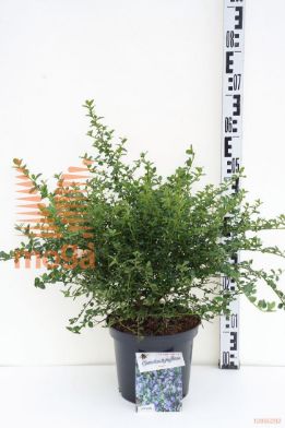 http://twentheplant.nl/tsd/55802_CETREPEN_8P23030040_1.jpg