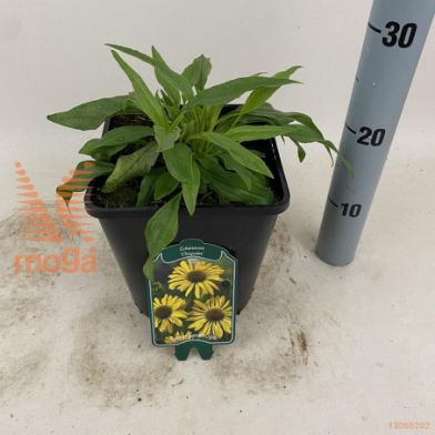 http://twentheplant.nl/tsd/94106_ECCHIQUI_8P22_2.jpg
