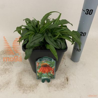 http://twentheplant.nl/tsd/94106_ECPLORAN_8P22_2.jpg