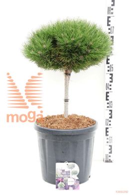 http://twentheplant.nl/tsd/73487_PIMBREGE_S020C20_1.jpg