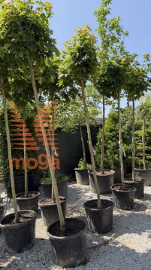 Slika Acer platanoides "Globosum" |12/14|H-Std-225|C