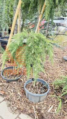 Cedrus deodara "Feelin'Blue" ® |1/4 stem|C