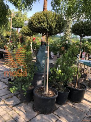 Ilex crenata "Glorie Dwarf" |Half standard|C